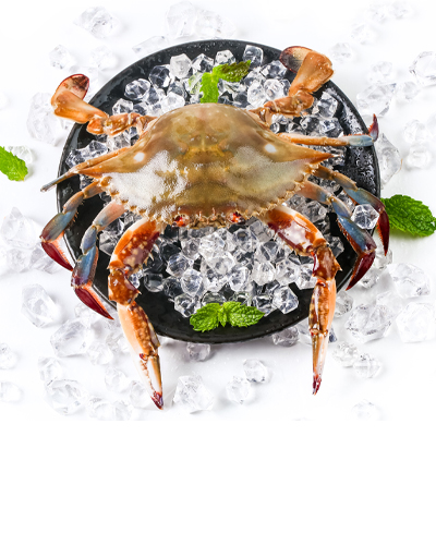 舟山梭子蟹肉质细嫩、洁白，富含蛋白质、脂肪及多种矿物质。