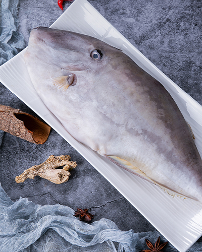 马面鱼是一种富含蛋白质的营养食品，不仅含多种氨基酸，而且易被人体消化吸收。因此对于年幼儿童以及一般体弱多病者等都是一种良好的营养食品