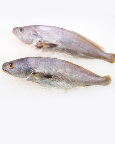 鮸鱼在中医学上具有食补的温和疗效。吃鮸鱼能补血，如果身体有轻微发炎现象，吃鮸鱼也可以缓解消炎。一般来说，吃鮸鱼还能润肺健脾、强健身体。