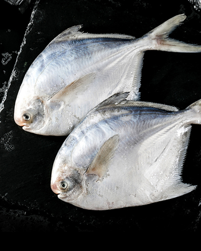 鲳鱼含有丰富的不饱和脂肪酸,有降低胆固醇的功效，对高血脂、高胆固醇的人来说是一种不错的鱼类食品