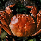 螃蟹属阴，多食伤身，如何烹饪和食用，才能即保留鲜美本味有利于