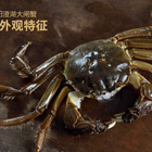 大闸蟹能否成为第二个小龙虾？