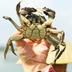 怎样能买到苏州优质大闸蟹？
