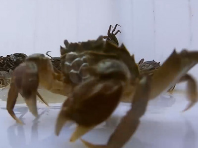 大闸蟹开捕倒计时  大闸蟹正在最后蜕壳快速增肥中