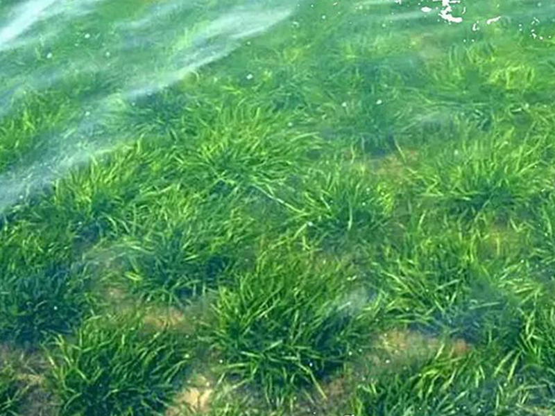 大闸蟹成长的道路上，水草水质至关重要