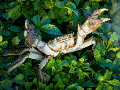 大闸蟹18变—动物界最神奇的蜕变