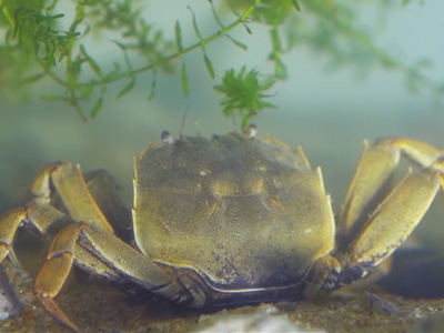 蟹状元大闸蟹：一探优质春蟹的成长历程