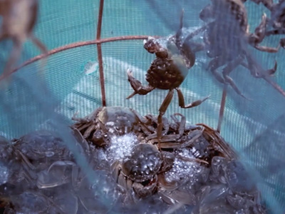 蟹状元：蟹逅六月 大闸蟹养殖区的中期养护指南