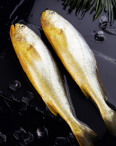 是全国首批海鲜类地理标志证明商标海鲜。舟山渔场最著名的鱼种，其身为金黄色，富贵典雅，有王者风范。肉质鲜嫩，含钙量高，是舟山传统的大补珍品