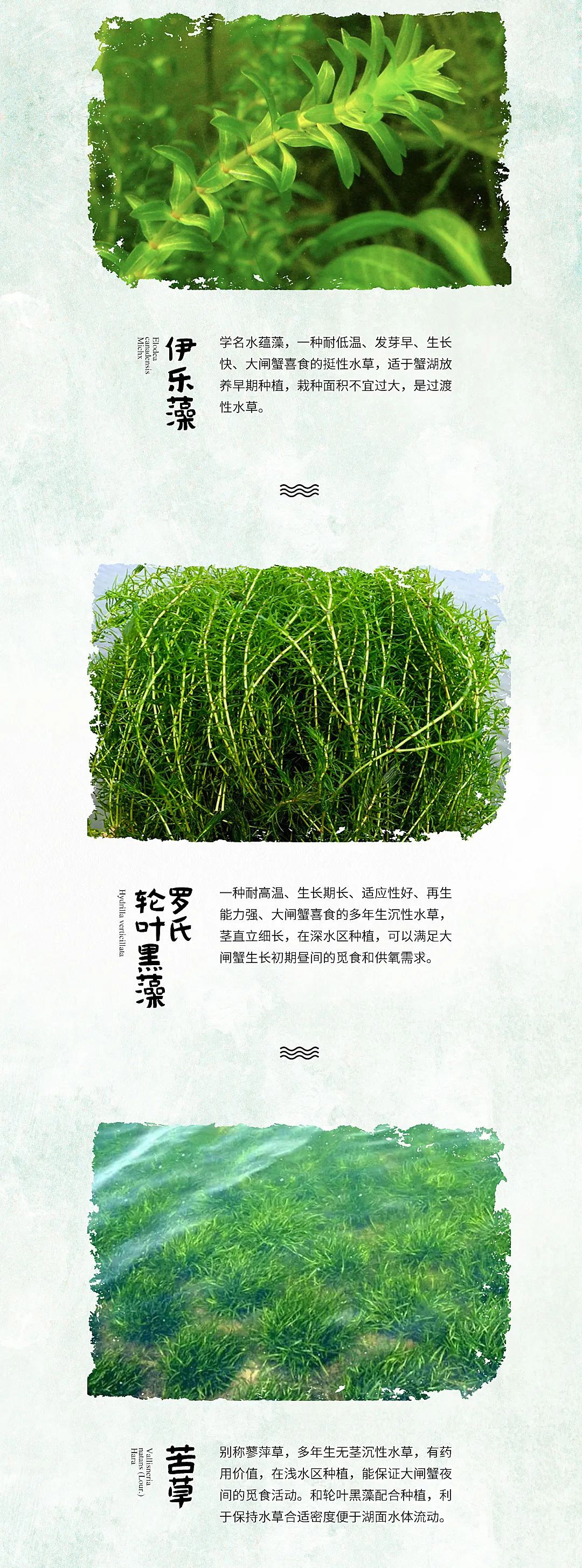 大闸蟹成长的道路上 水草水质至关重要