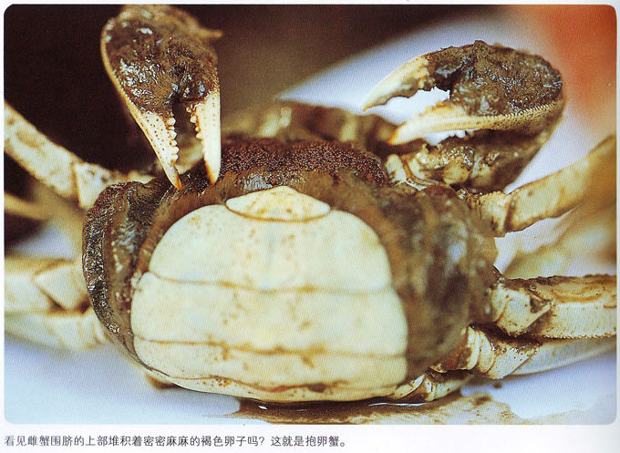 螃蟹卵巢图片图片