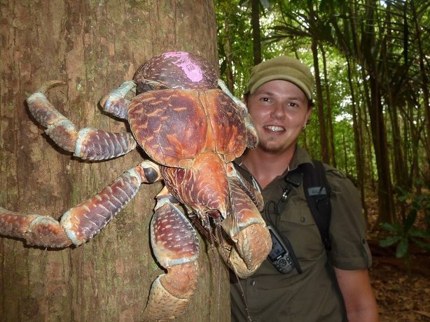 超级巨型椰子蟹