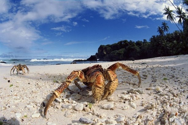 超级巨型椰子蟹欣赏