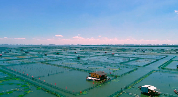 阳澄湖1600余亩养殖基地