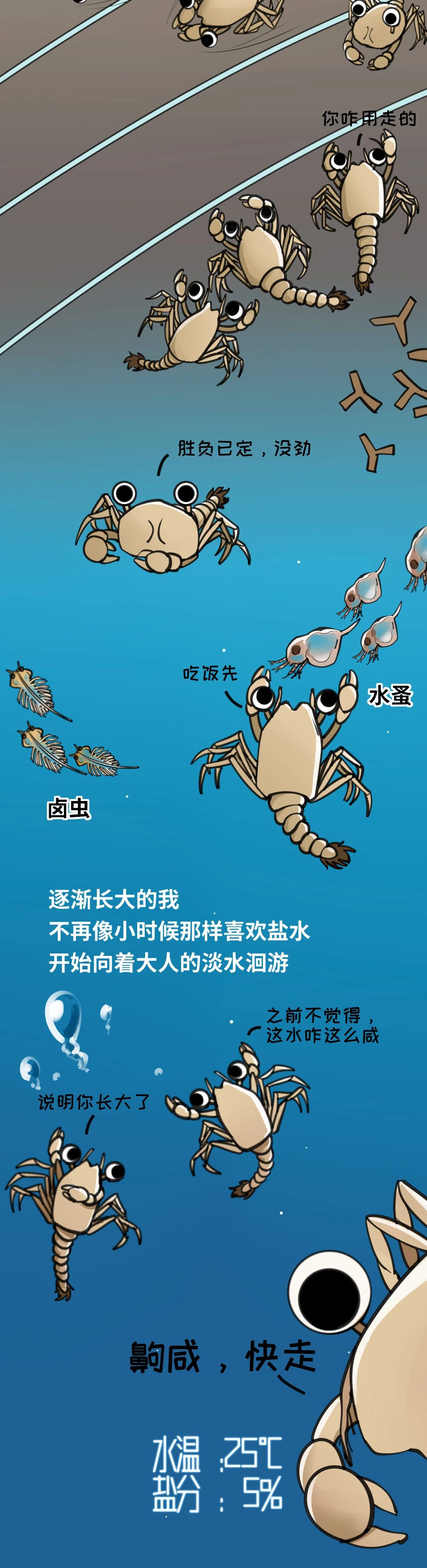 大闸蟹成长图009