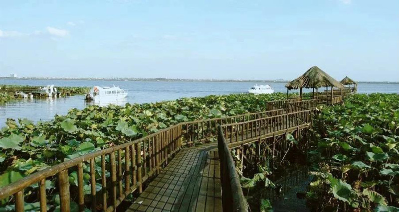 阳澄湖养殖区风景